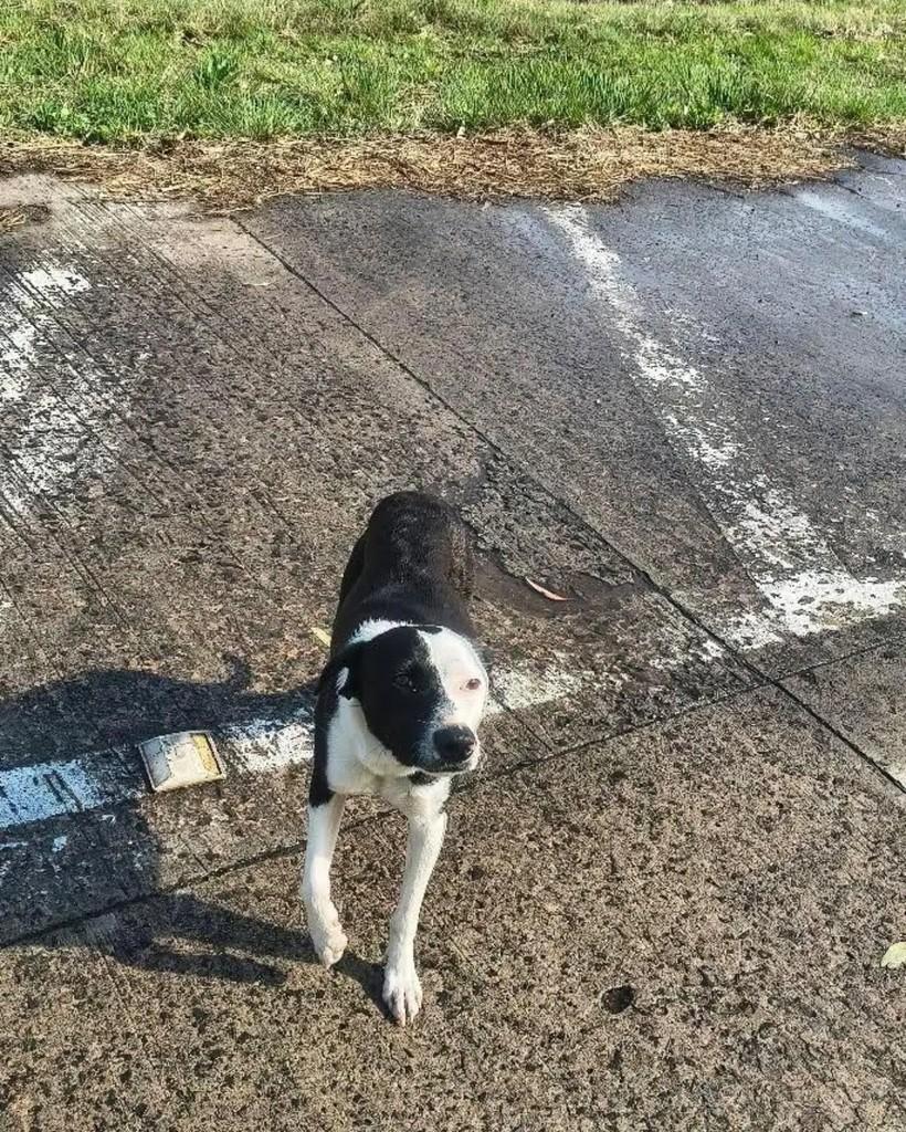 Bela, cadela de porte médio para adoção em Uruguaiana - RS