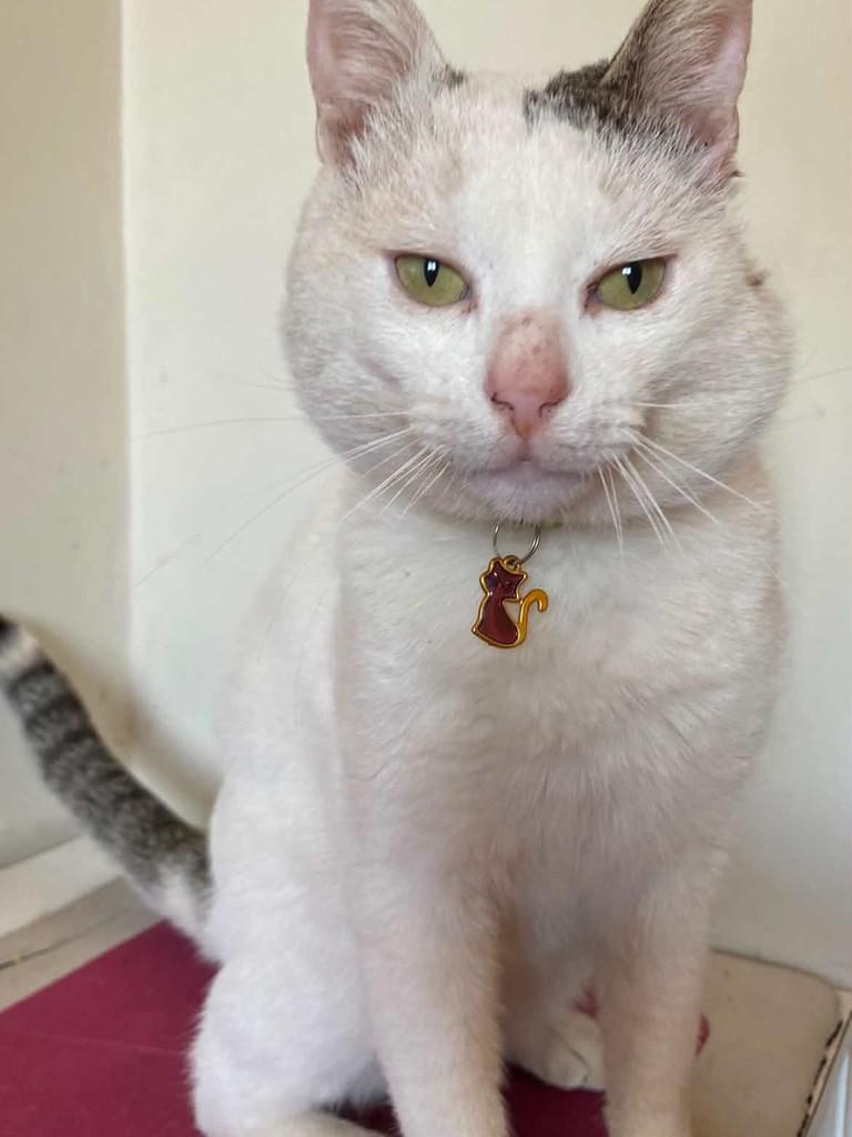 Neve, gato de porte médio para adoção em Uruguaiana - RS