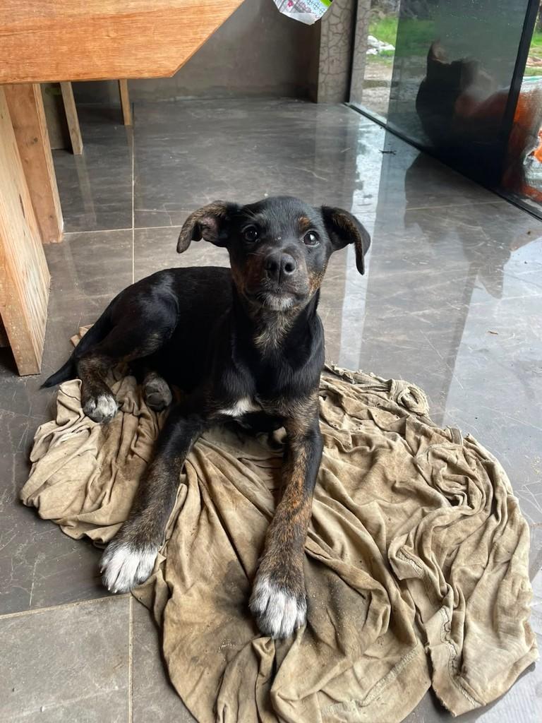 Filha pérola, cachorro de porte pequeno para adoção em Uruguaiana - RS