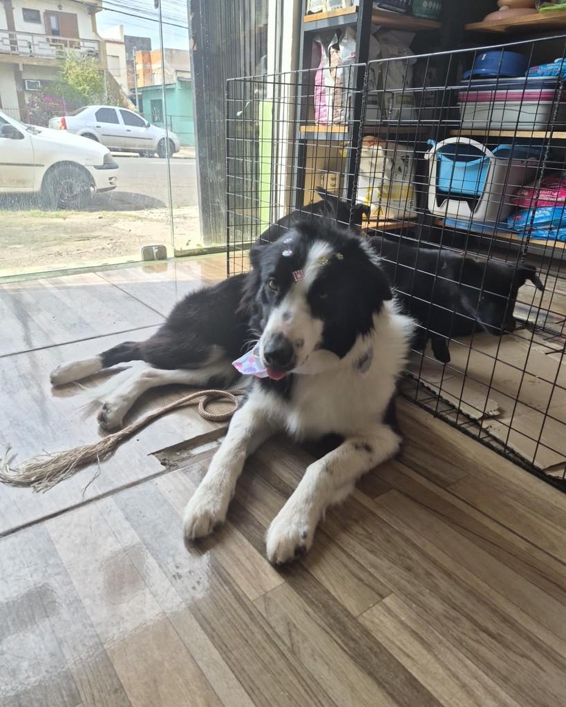 Bella, cachorro de porte médio para adoção em Uruguaiana - RS