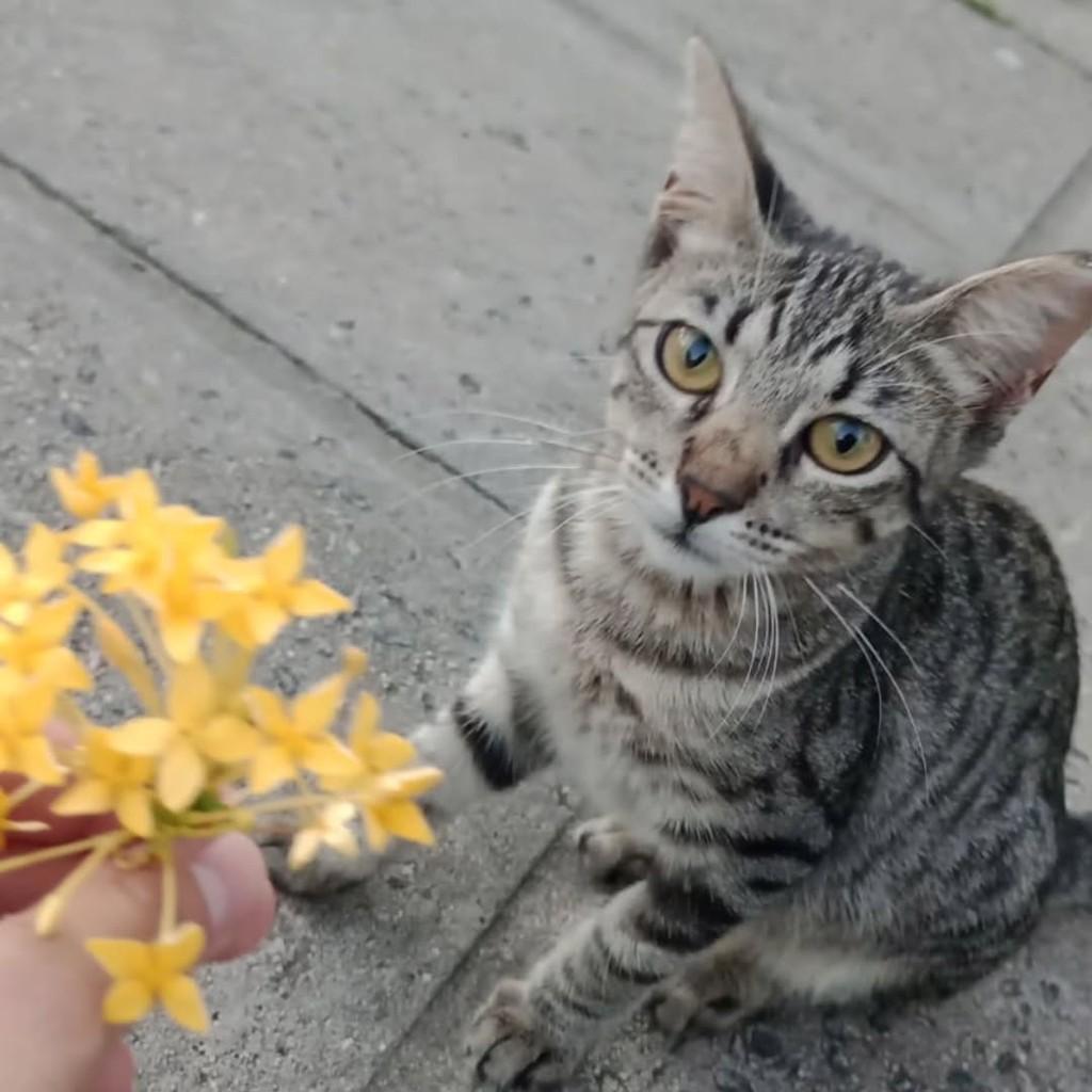 Ceci, gata de porte pequeno para adoção em João Pessoa - PB