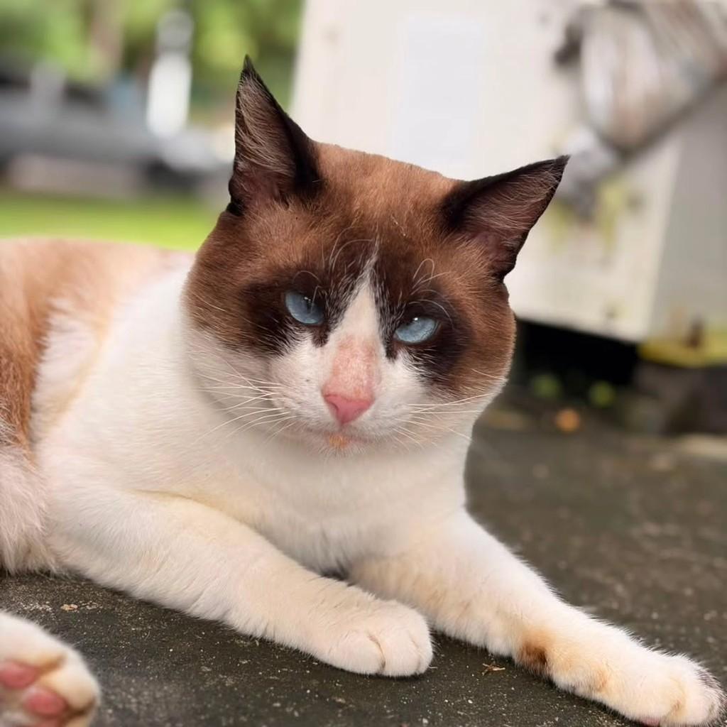 Joaquim, gato de porte médio para adoção em João Pessoa - PB