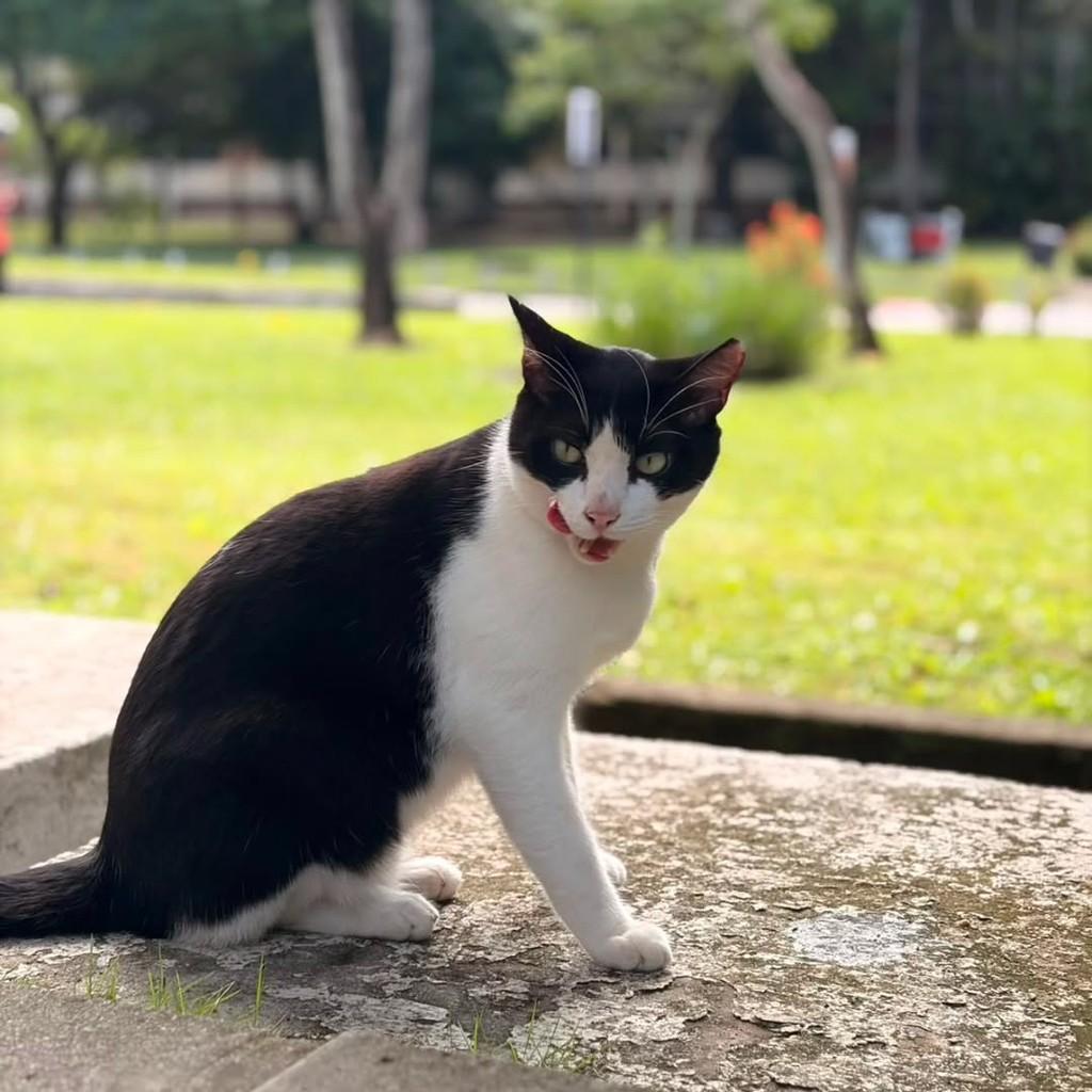 Dustin, gato de porte médio para adoção em João Pessoa - PB