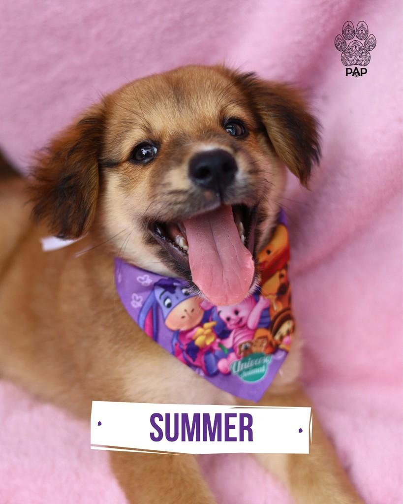 Summer, cadela de porte pequeno para adoção em São Paulo - SP