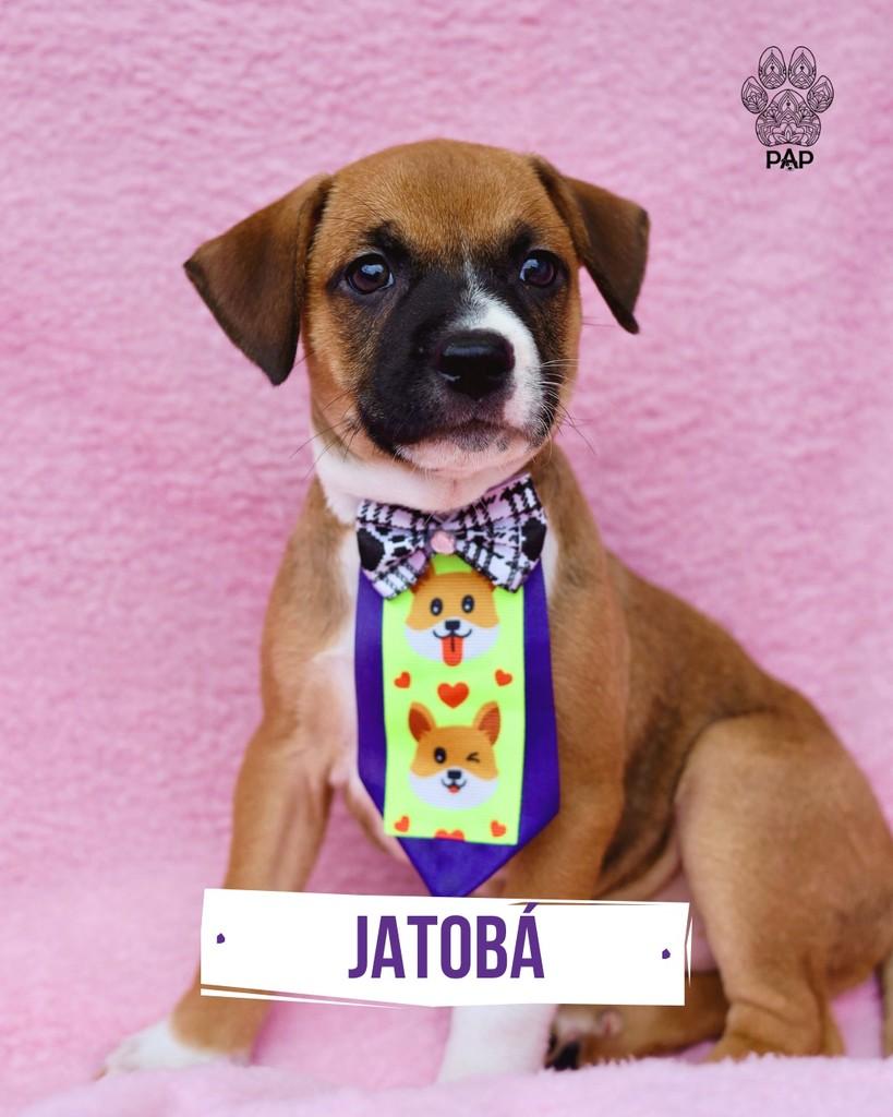 Jatobá, cachorro de porte pequeno para adoção em São Paulo - SP