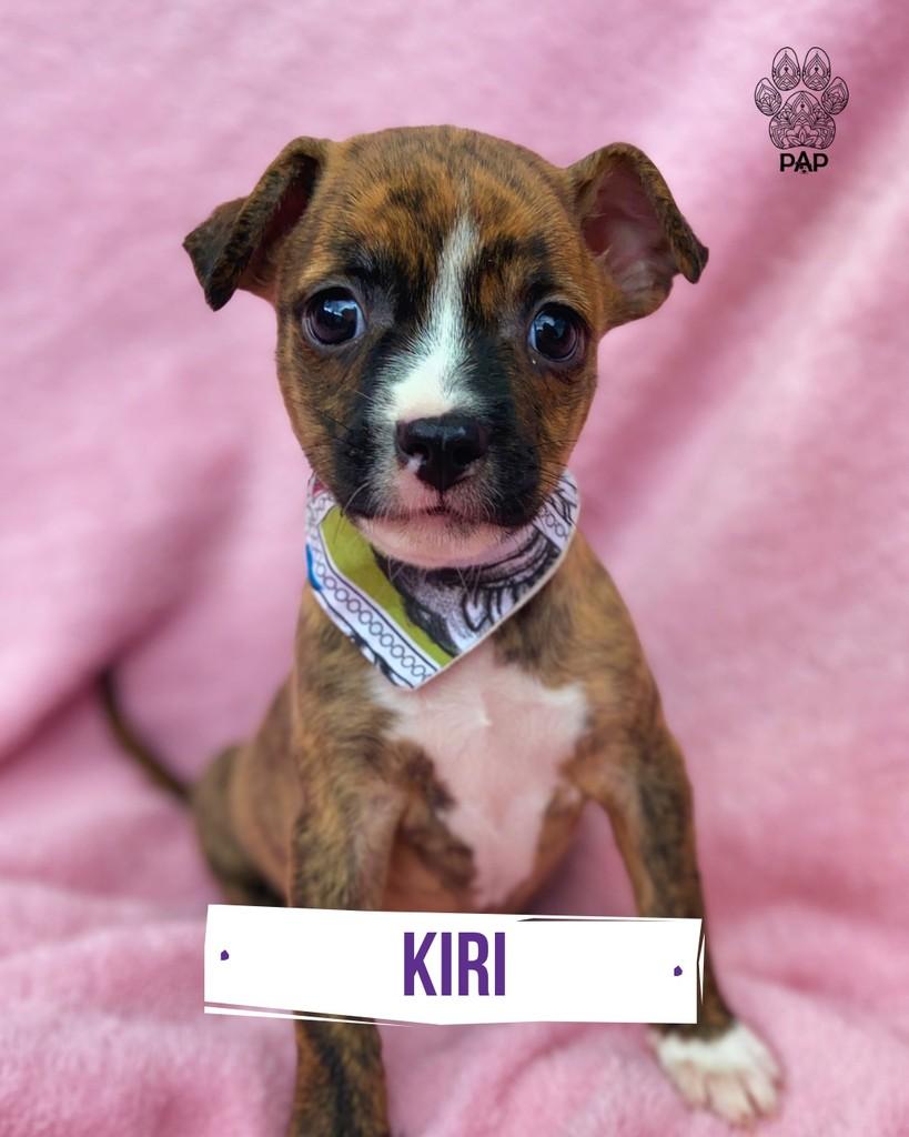Kiri, cadela de porte pequeno para adoção em São Paulo - SP