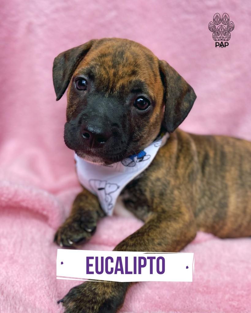 Eucalipto, cachorro de porte pequeno para adoção em São Paulo - SP