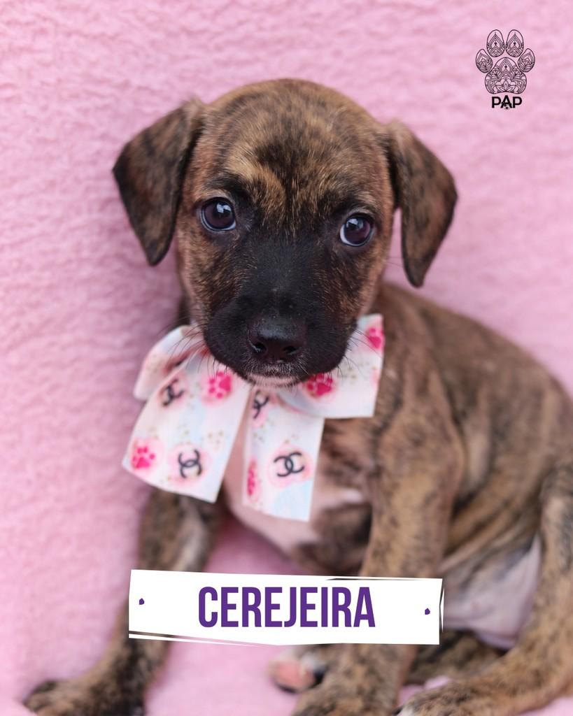 Cerejeira, cadela de porte pequeno para adoção em São Paulo - SP