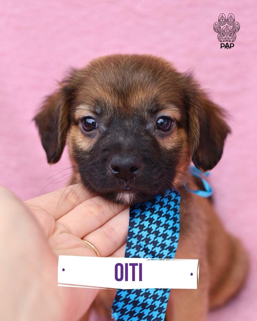 Oiti, cachorro de porte pequeno para adoção em São Paulo - SP
