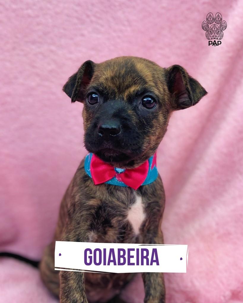 Goiabeira, cadela de porte pequeno para adoção em São Paulo - SP