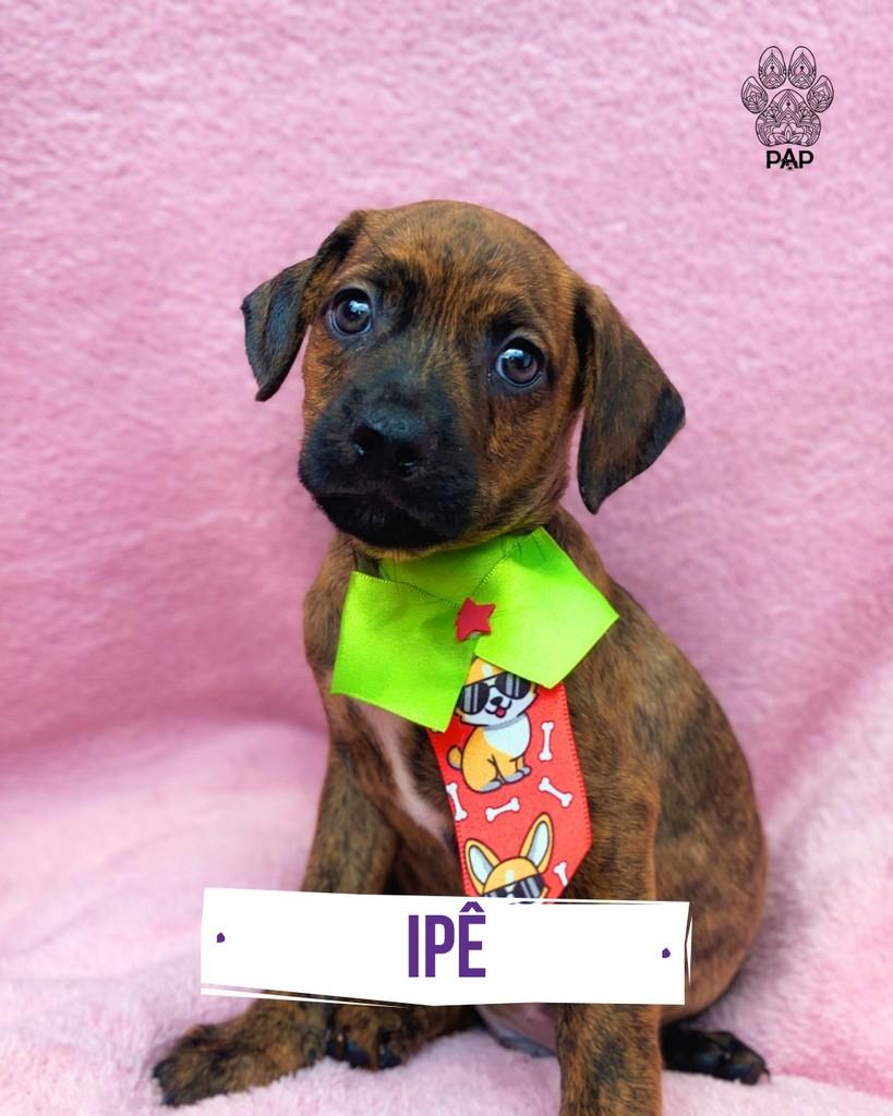 Ipê, cachorro de porte pequeno para adoção em São Paulo - SP