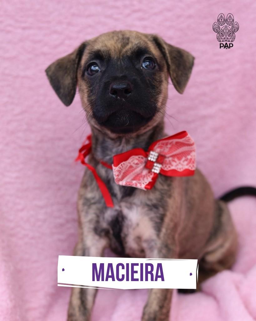 Macieira, cadela de porte pequeno para adoção em São Paulo - SP