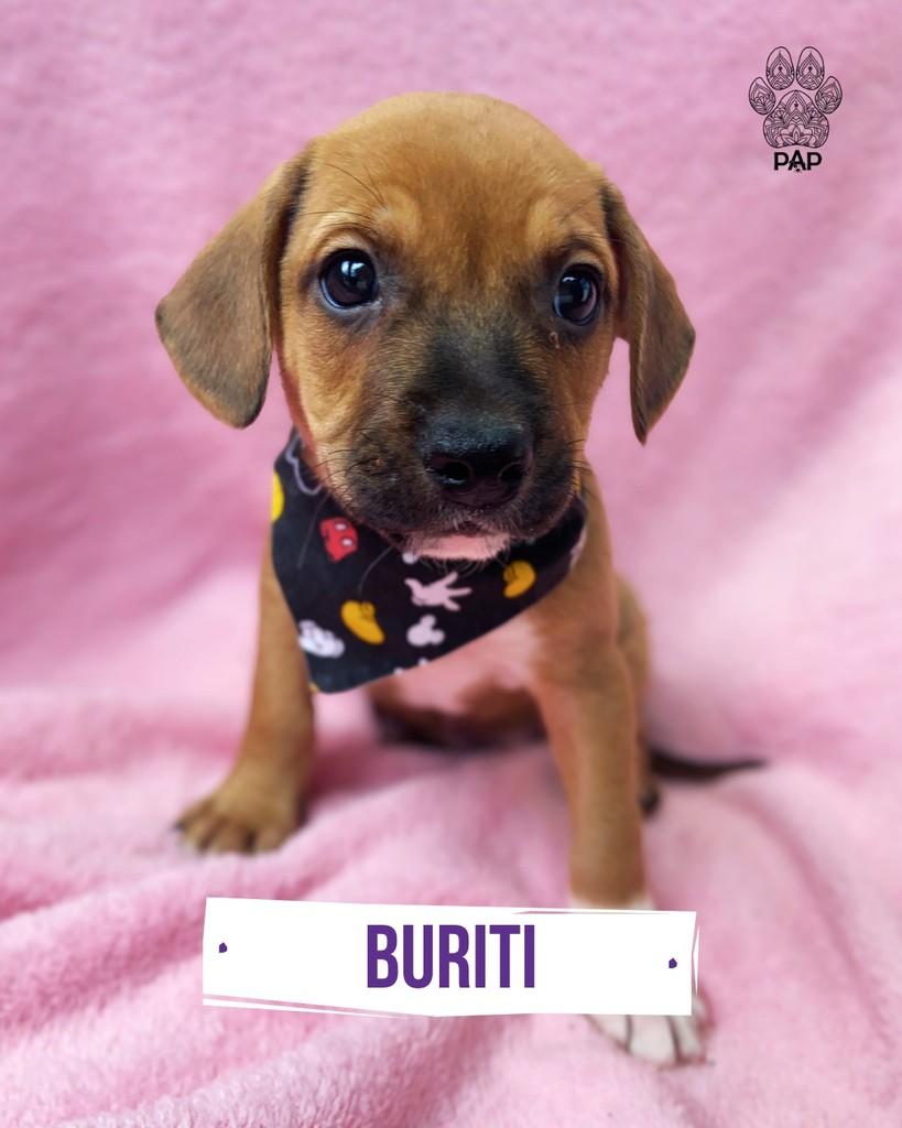 Buriti, cachorro de porte pequeno para adoção em São Paulo - SP