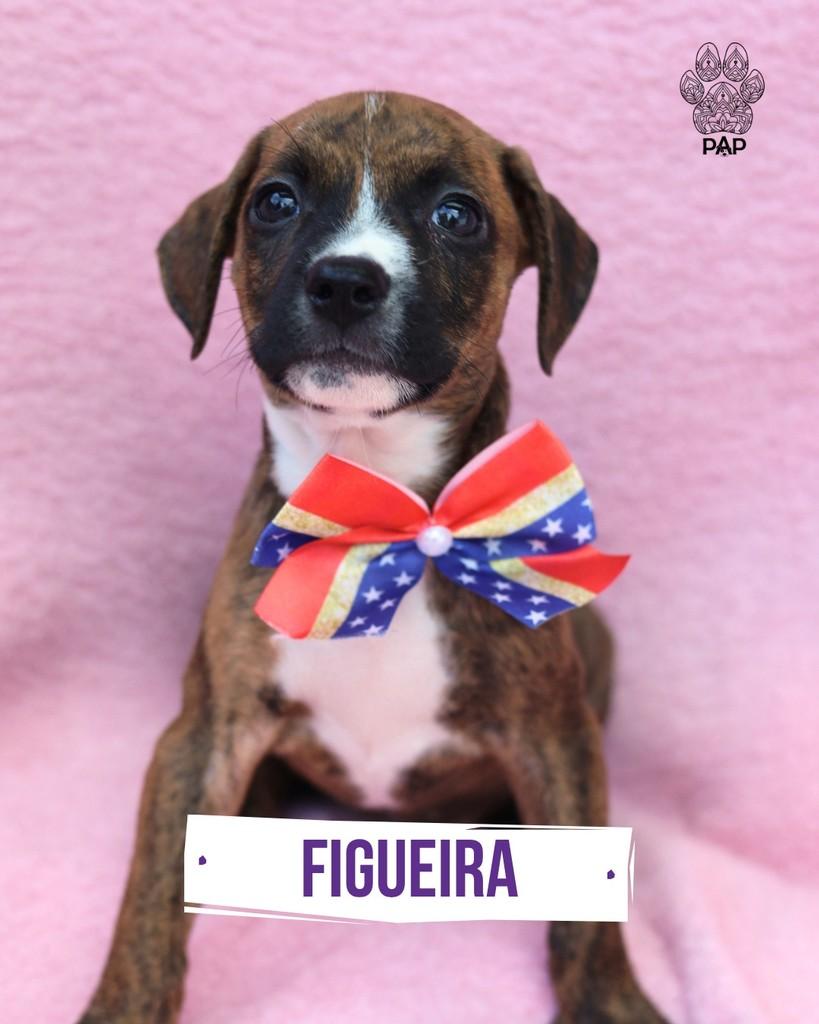 Figueira, cadela de porte pequeno para adoção em São Paulo - SP