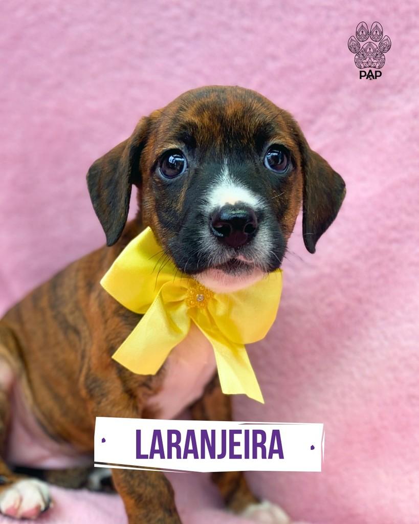 Laranjeira, cadela de porte pequeno para adoção em São Paulo - SP