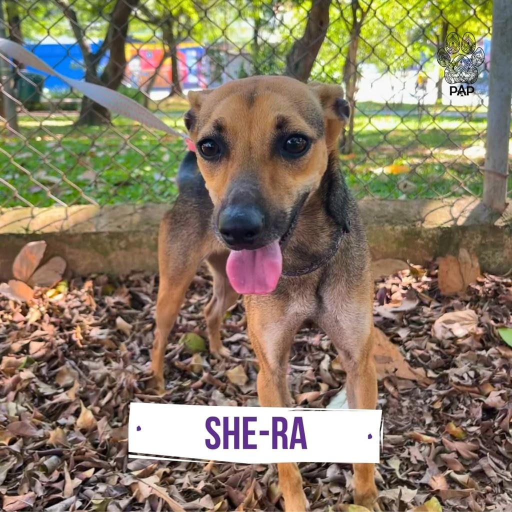 She-Ra, cadela de porte pequeno para adoção em São Paulo - SP