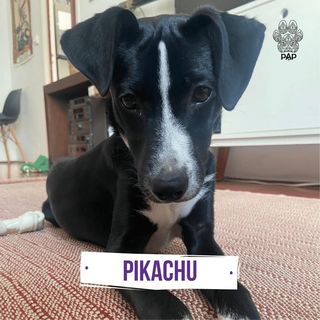 Pikachu, cadela de porte médio para adoção em São Paulo - SP