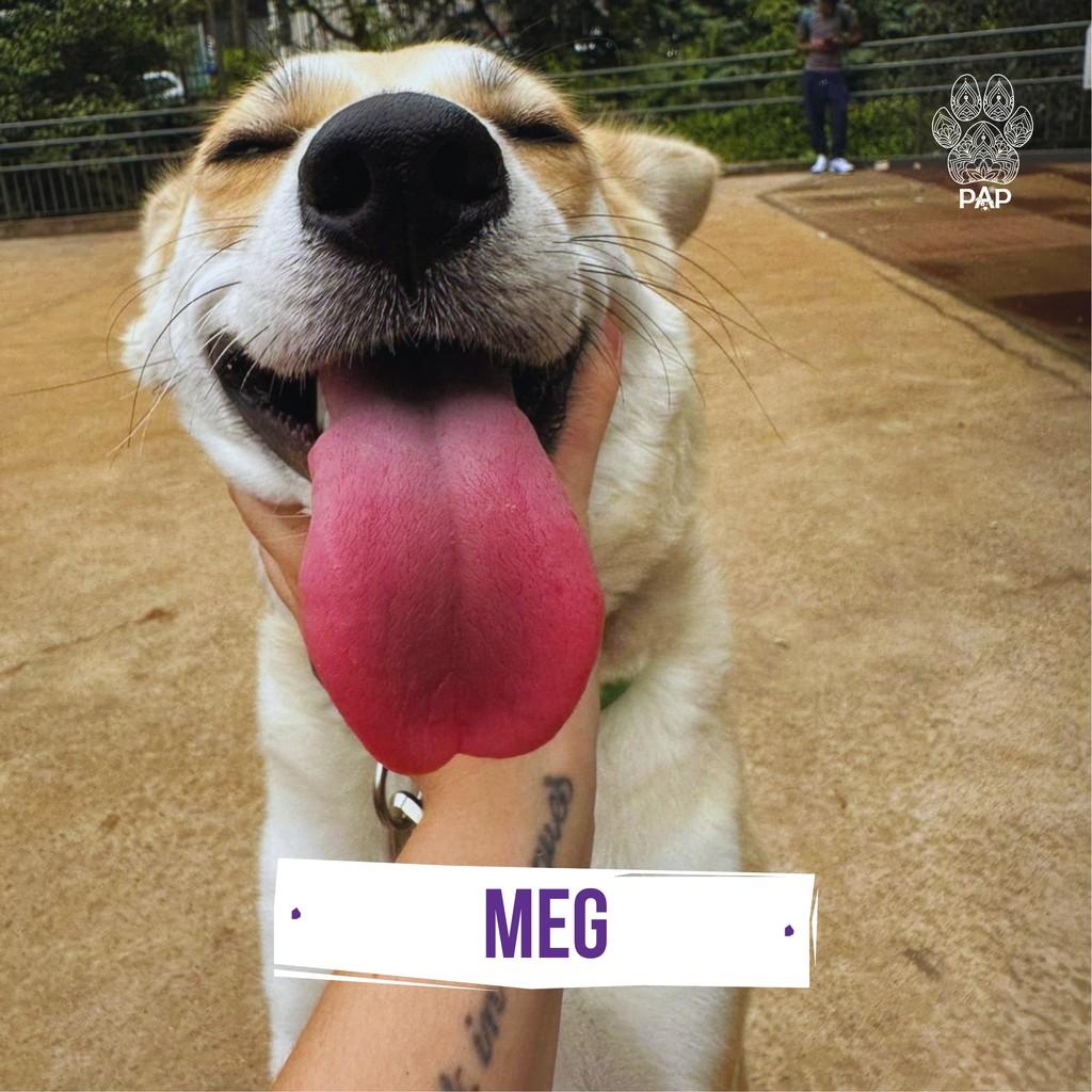 Meg, cadela de porte médio para adoção em Franco da Rocha - SP