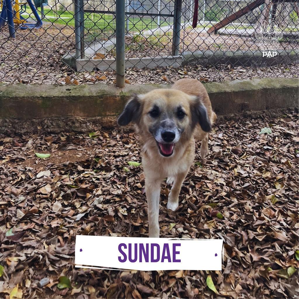 Sundae, cadela de porte médio para adoção em São Paulo - SP