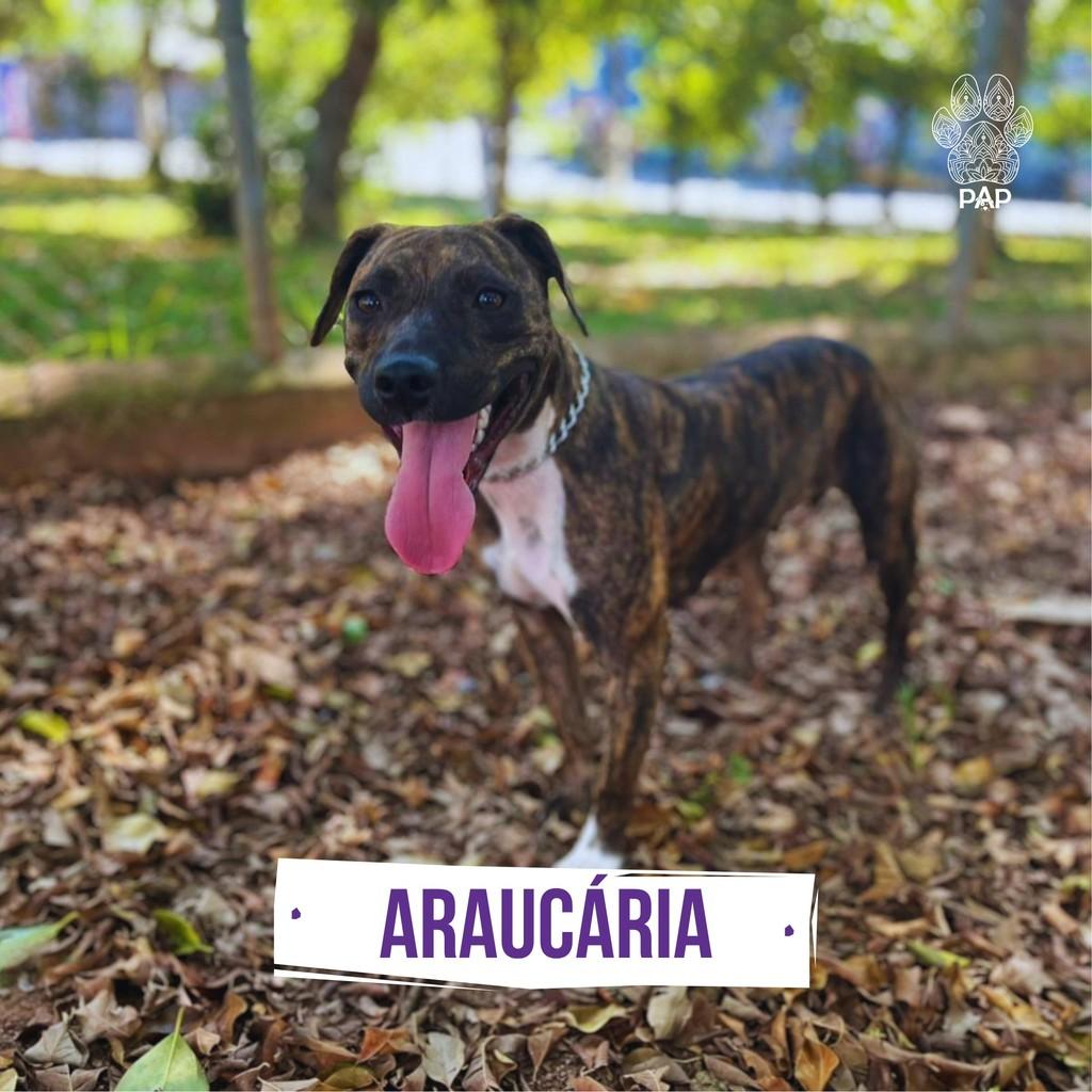 Araucária, cadela de porte médio para adoção em Araucária - PR