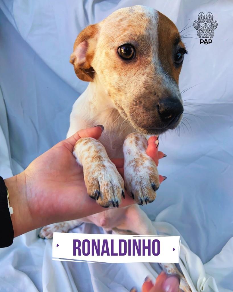 Ronaldinho, cachorro de porte pequeno para adoção em São Paulo - SP