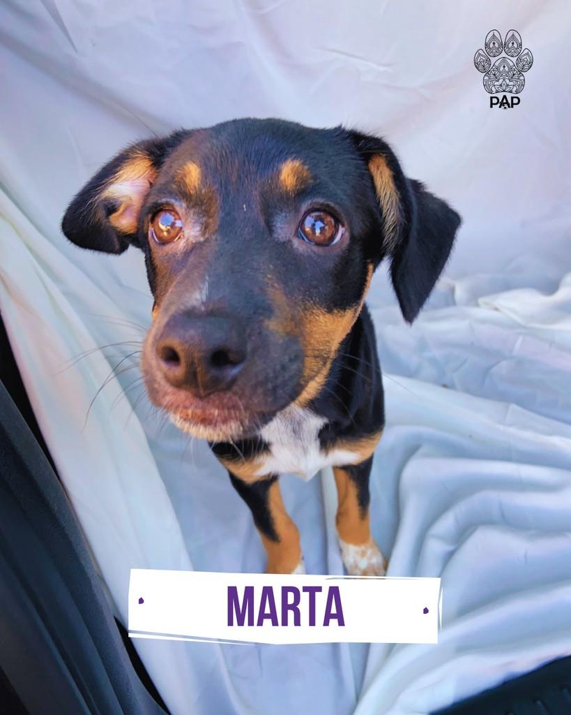 Marta, cadela de porte médio para adoção em São Paulo - SP