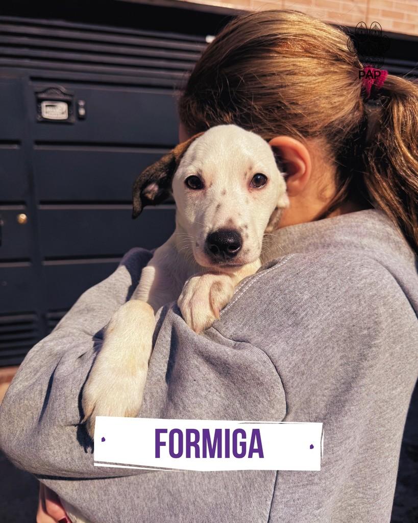 Formiga, cadela de porte médio para adoção em Formiga - MG