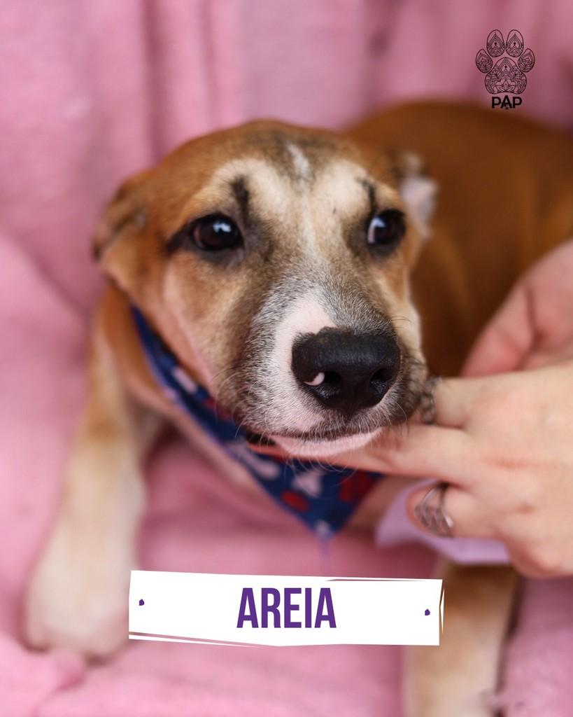 Areia, cachorro de porte pequeno para adoção em São Paulo - SP