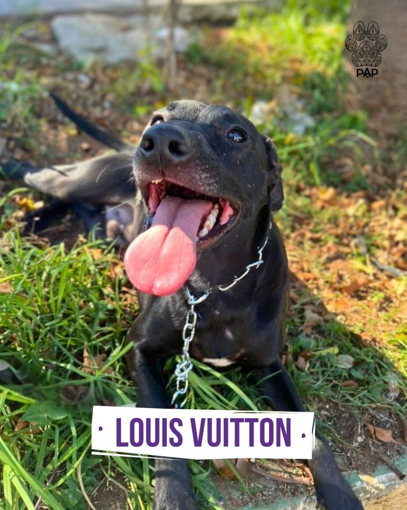 Louis, cachorro de porte médio para adoção em São Paulo - SP