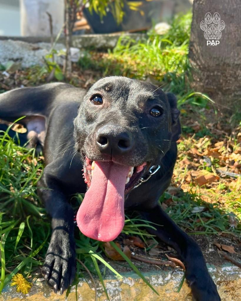 Louis, cachorro de porte médio para adoção em São Paulo - SP — foto 2 de 4