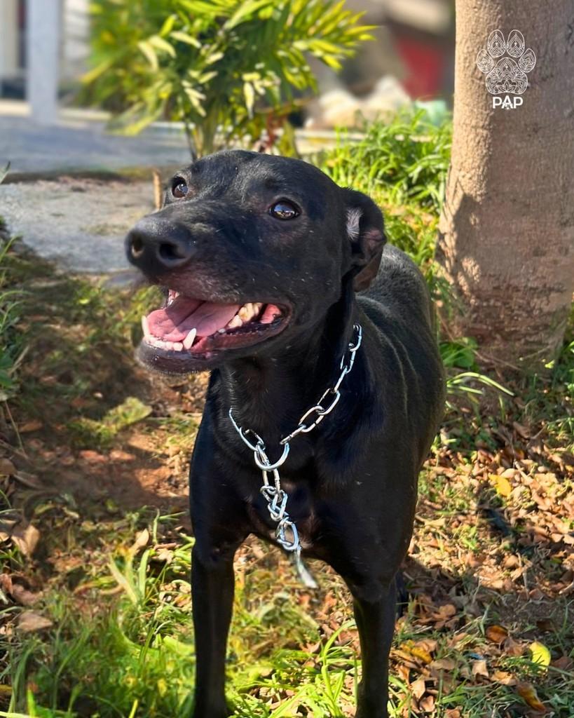 Louis, cachorro de porte médio para adoção em São Paulo - SP — foto 3 de 4