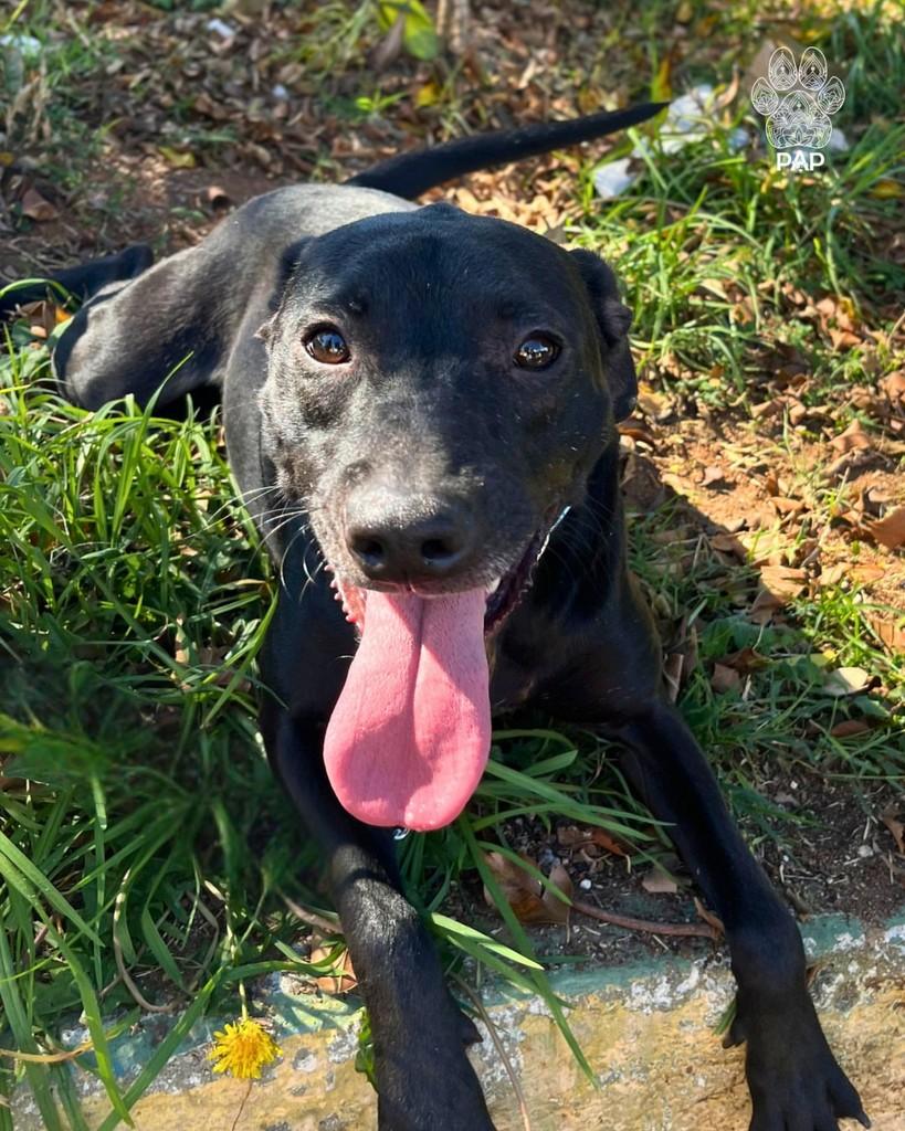 Louis, cachorro de porte médio para adoção em São Paulo - SP — foto 4 de 4