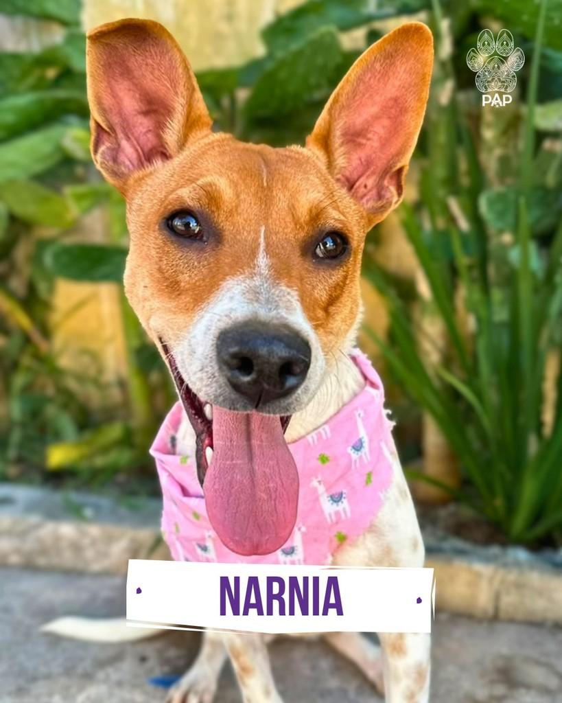 Nárnia, cadela de porte médio para adoção em São Paulo - SP