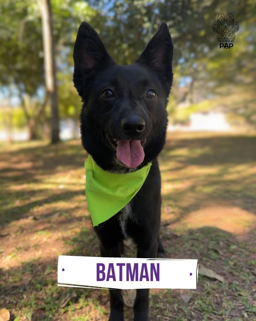 Batman, cachorro de porte médio para adoção em São Paulo - SP