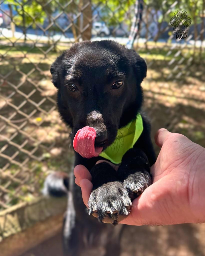 Batman, cachorro de porte médio para adoção em São Paulo - SP — foto 2 de 4
