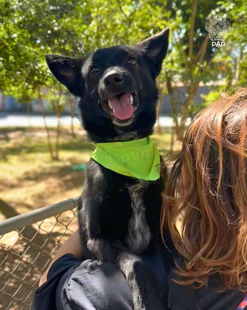 Batman, cachorro de porte médio para adoção em São Paulo - SP — foto 3 de 4