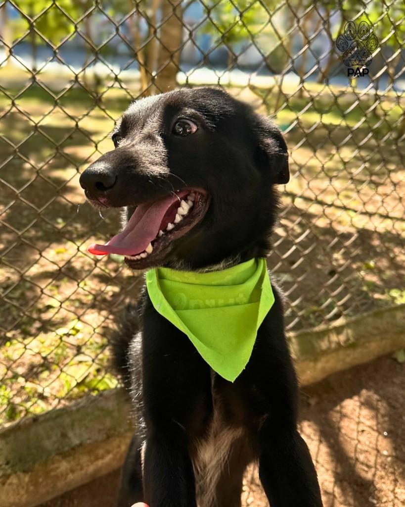 Batman, cachorro de porte médio para adoção em São Paulo - SP — foto 4 de 4