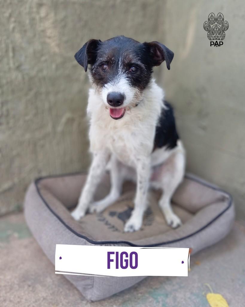 Figo, cachorro de porte grande para adoção em São Paulo - SP
