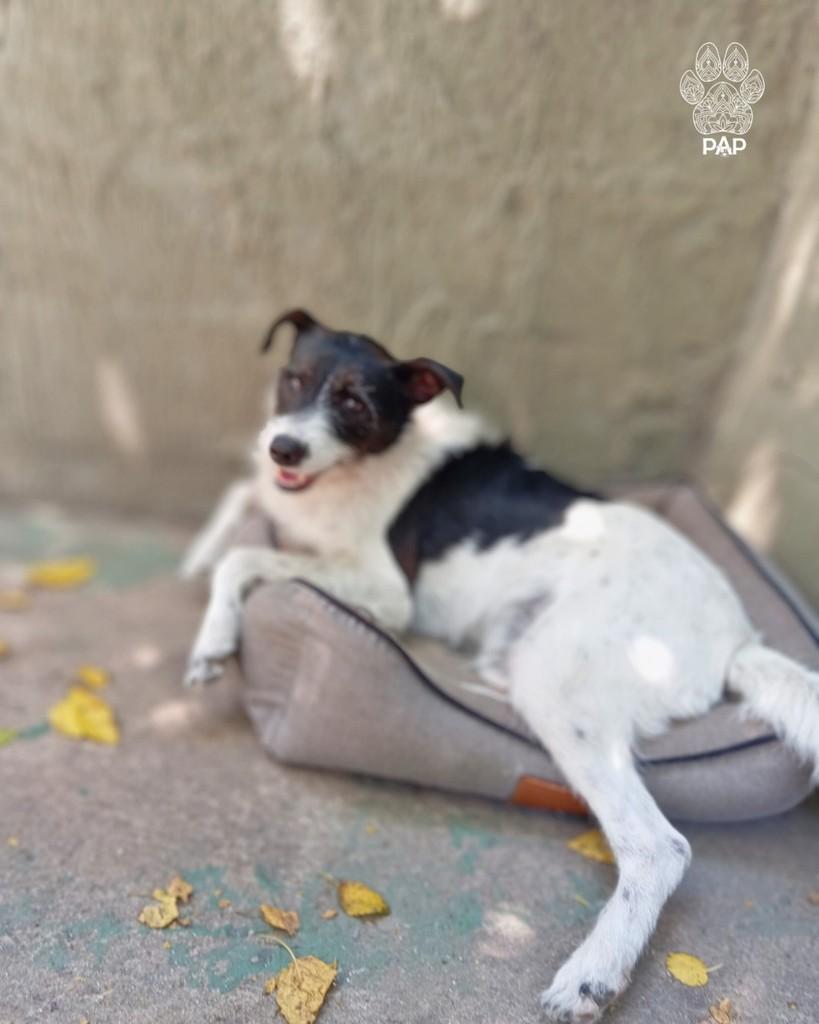 Figo, cachorro de porte grande para adoção em São Paulo - SP — foto 2 de 7