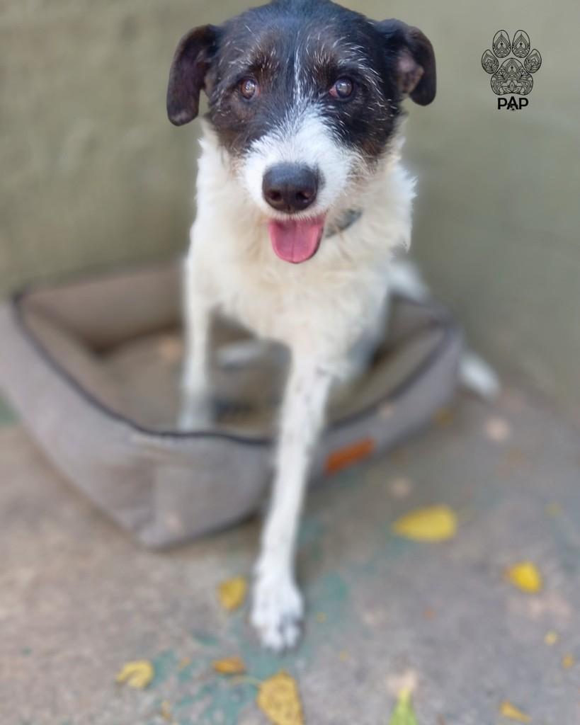 Figo, cachorro de porte grande para adoção em São Paulo - SP — foto 3 de 7