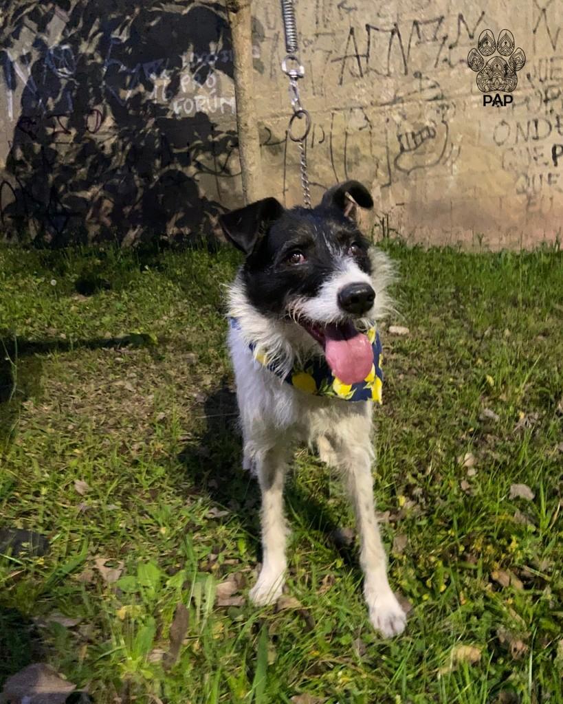 Figo, cachorro de porte grande para adoção em São Paulo - SP — foto 4 de 7