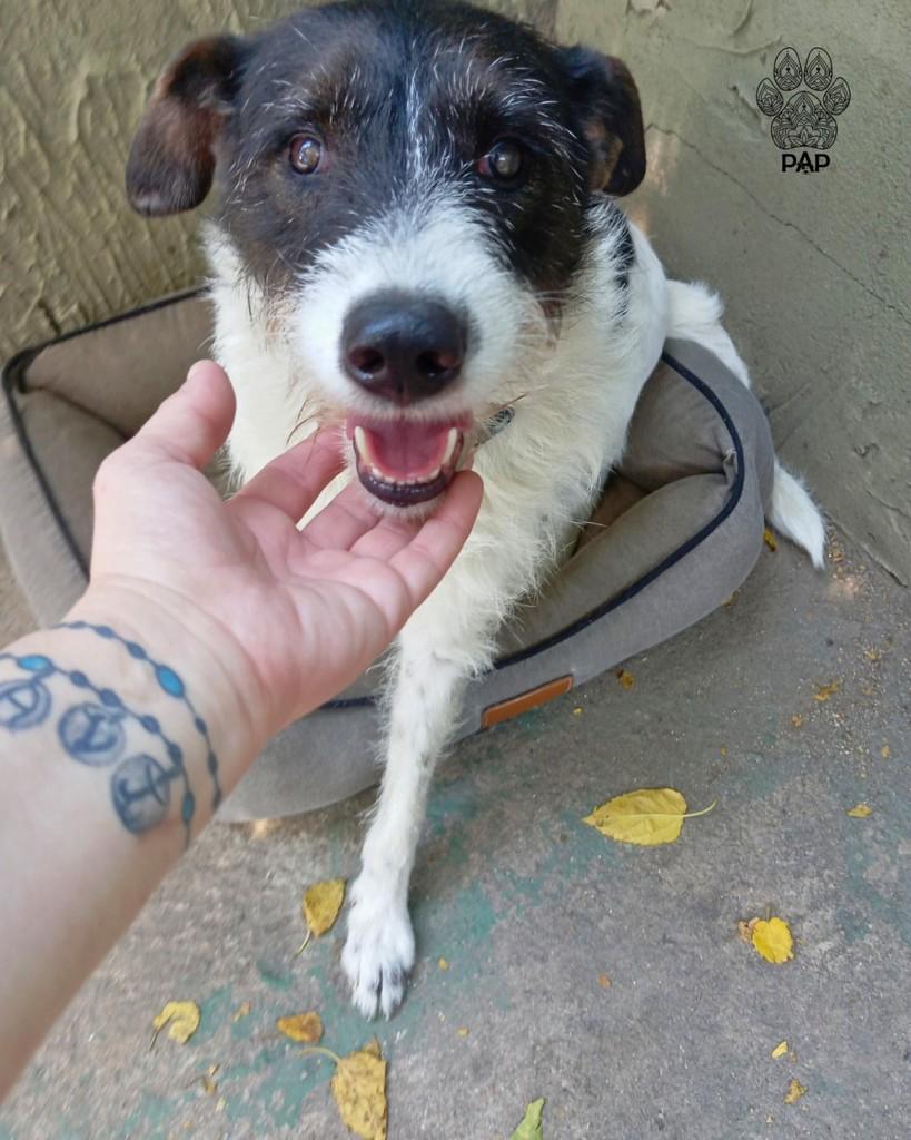 Figo, cachorro de porte grande para adoção em São Paulo - SP — foto 5 de 7