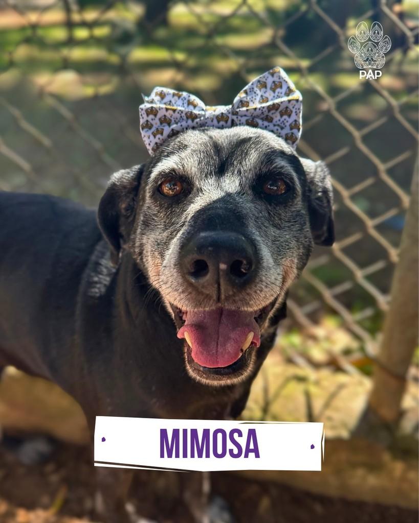 Mimosa, cadela de porte médio para adoção em São Paulo - SP