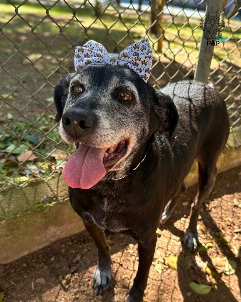 Mimosa, cadela de porte médio para adoção em São Paulo - SP — foto 2 de 3