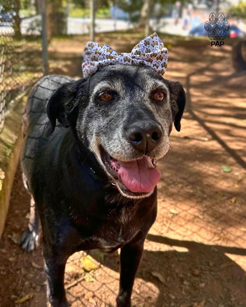 Mimosa, cadela de porte médio para adoção em São Paulo - SP — foto 3 de 3