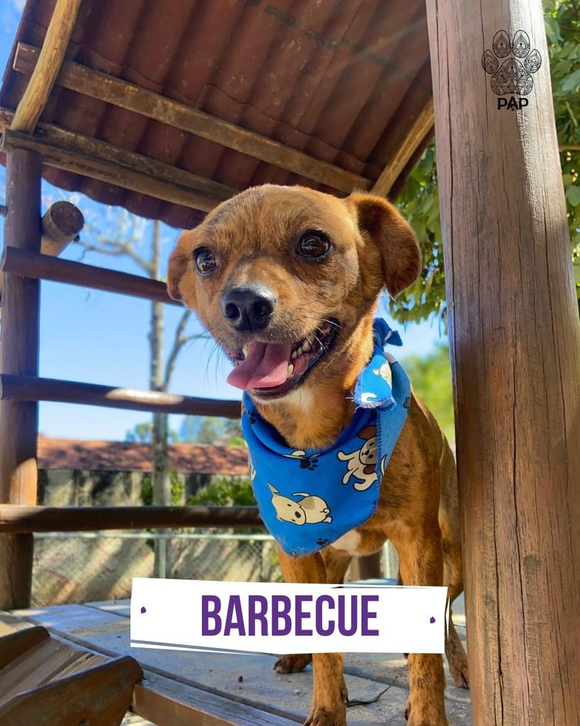 Barbecue, cachorro de porte pequeno para adoção em São Paulo - SP