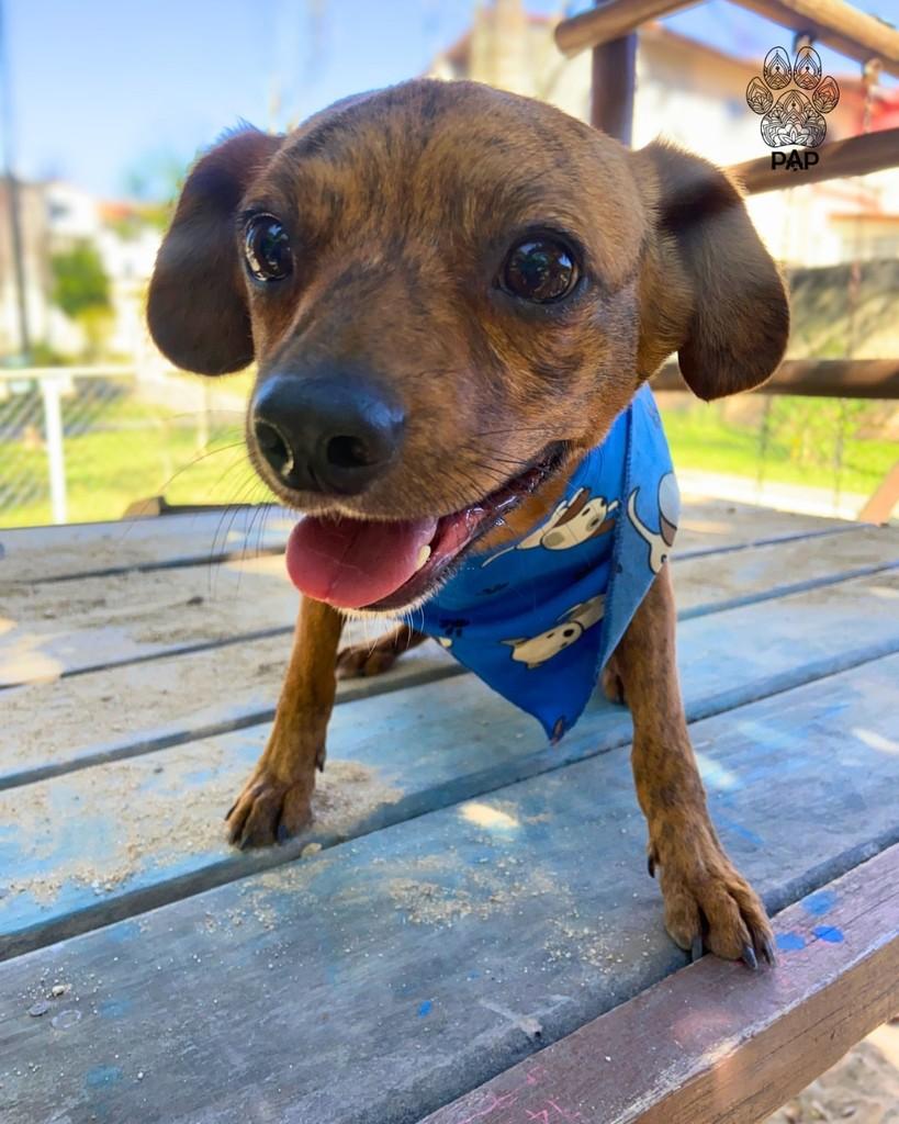 Barbecue, cachorro de porte pequeno para adoção em São Paulo - SP — foto 2 de 5
