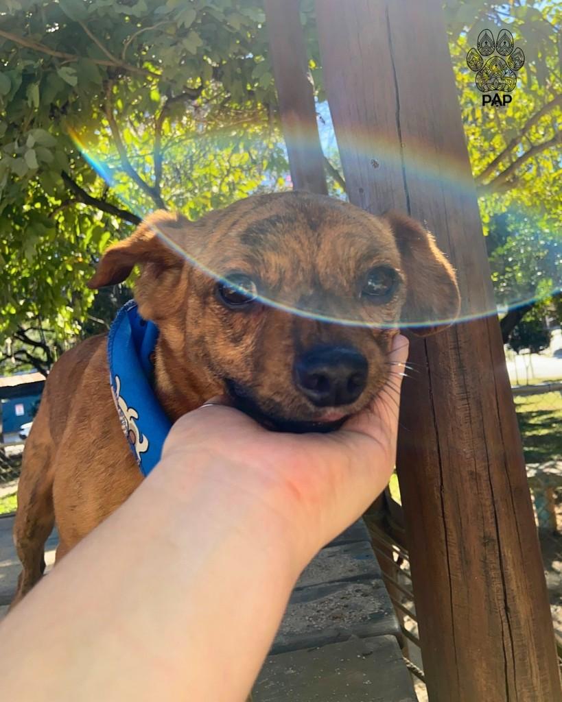 Barbecue, cachorro de porte pequeno para adoção em São Paulo - SP — foto 3 de 5