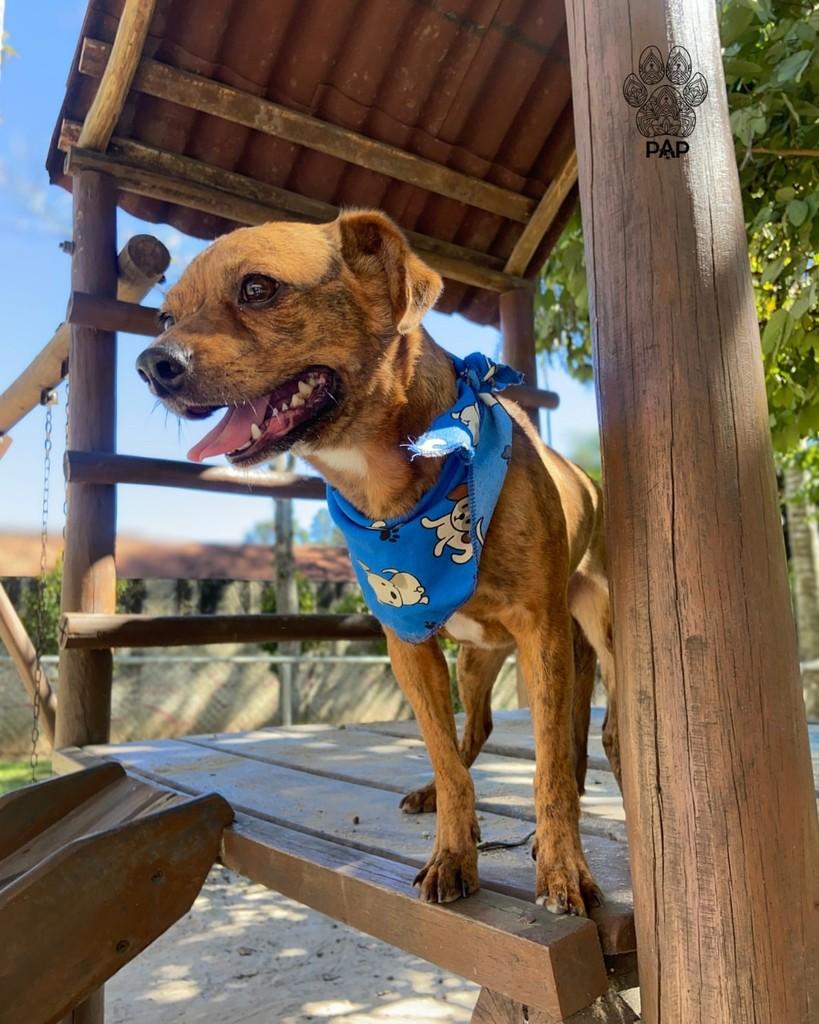 Barbecue, cachorro de porte pequeno para adoção em São Paulo - SP — foto 4 de 5