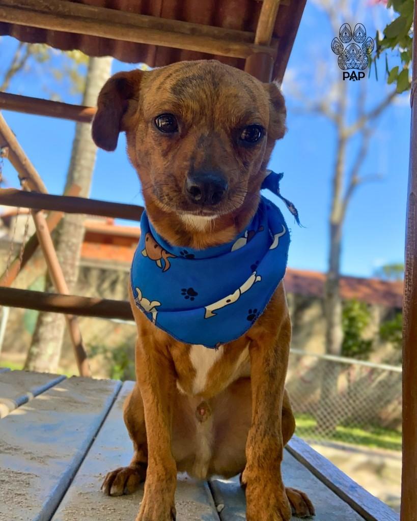Barbecue, cachorro de porte pequeno para adoção em São Paulo - SP — foto 5 de 5
